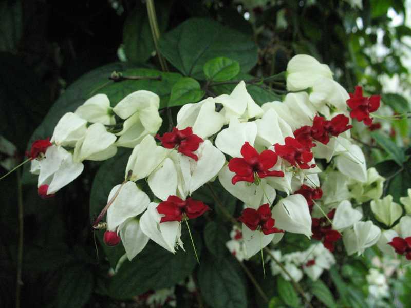 Clerodendrum de flores caseiras