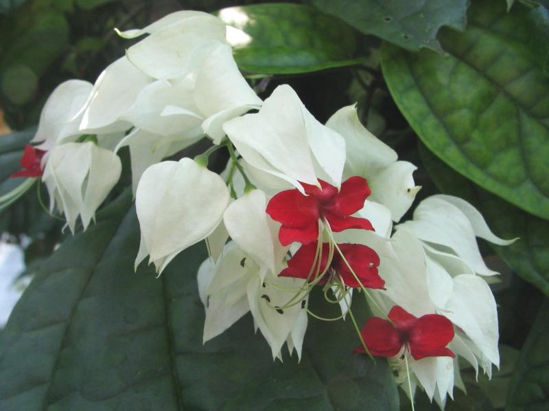 أنواع clerodendrum