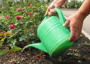 Consells de jardiners experimentats sobre com i què fertilitzar les roses a la primavera