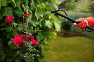 Características do processamento de rosas na primavera de pragas e doenças