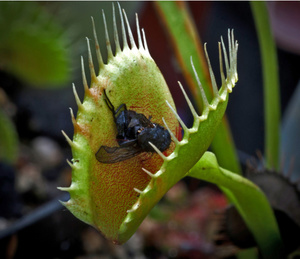 Caractéristiques du flytrap Venus