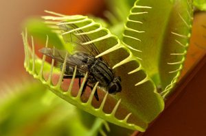 Beschreibung des Prozesses zum Fangen von Insekten mit der Venusfliegenfalle