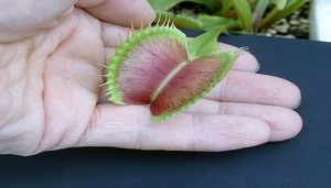 Règles pour la culture et l'entretien d'une plante par un prédateur Vénus Flytrap