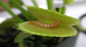 Nuances d'alimentation de la plante Venus flytrap