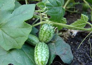 Paano mapalago ang mga milotria cucumber