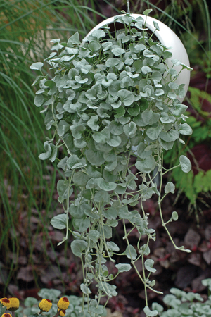 Είδη Dichondra