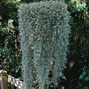 Culture de dichondra à partir de graines et de couches.