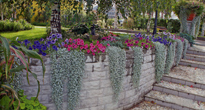 Περιποίηση Dichondra