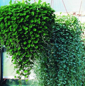 Dichondra được sử dụng như thế nào