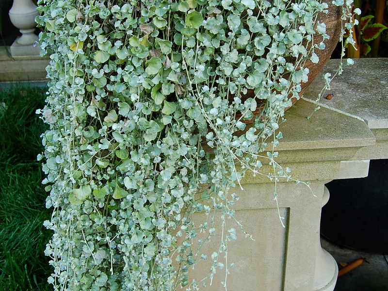 Dichondra rastejando