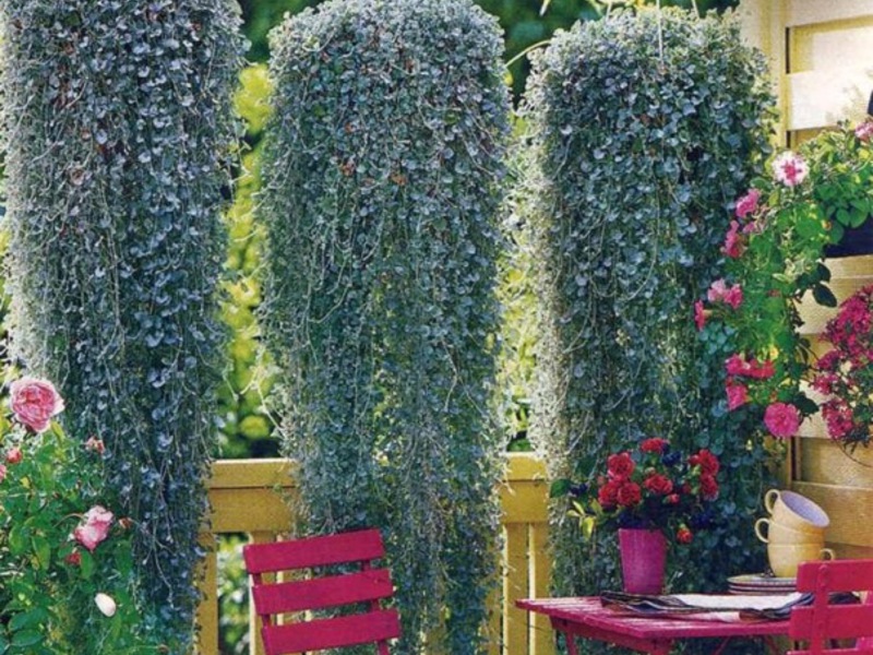 Dichondra in einem Blumenstrauß