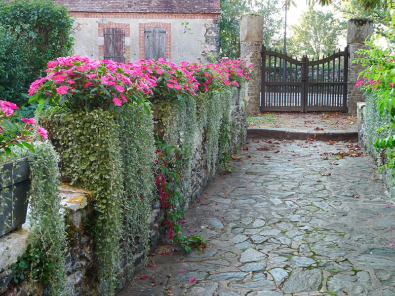 Variétés de dichondra