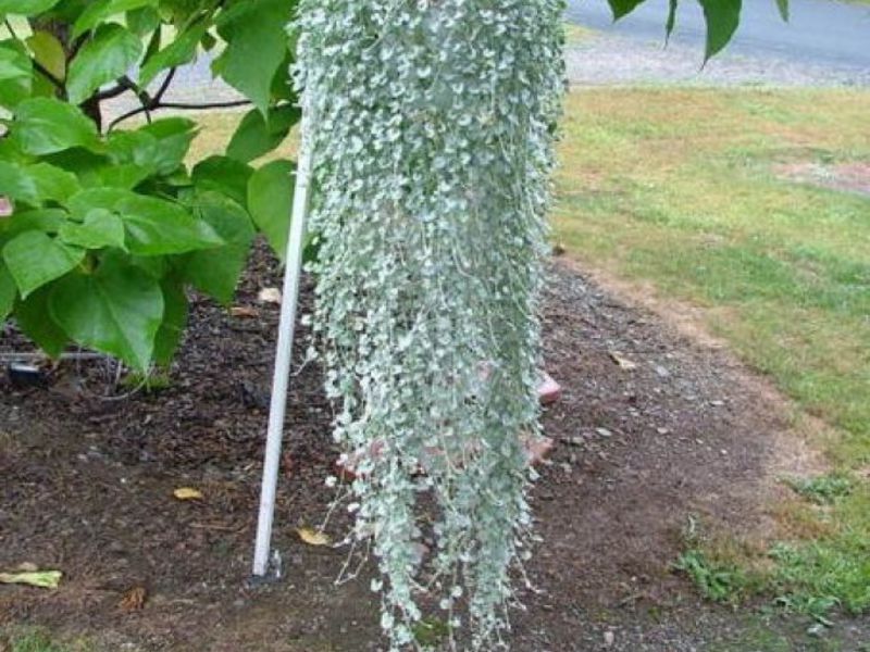 Come seminare una pianta di dichondra