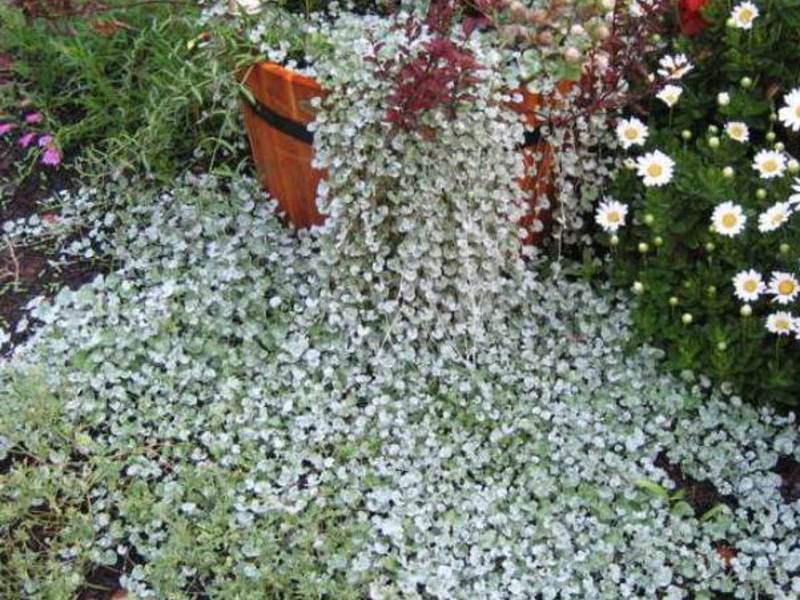 Tissage de la cascade de dichondra