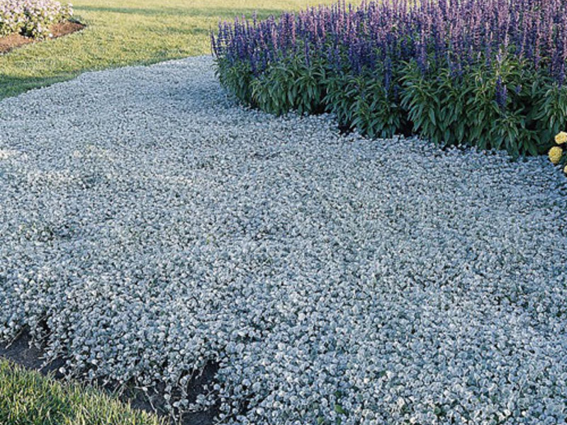 Dichondra และประเภทของมัน