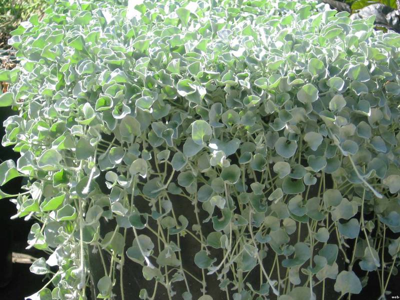 Comment faire pousser du dichondra