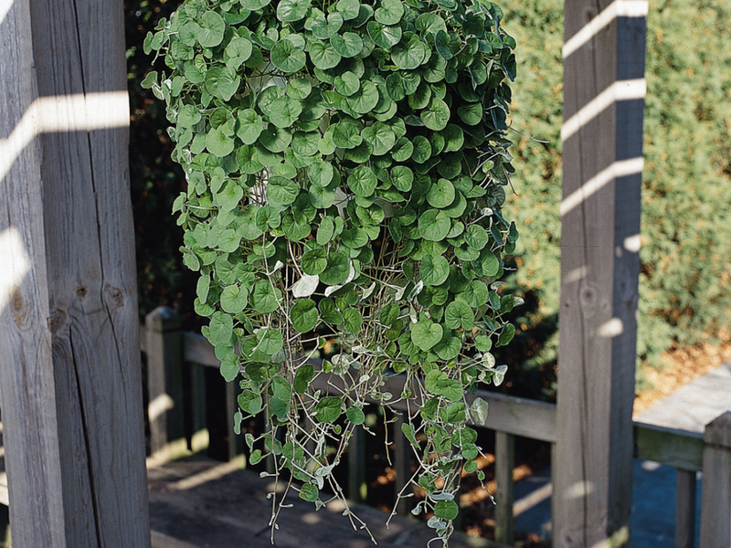 Merkmale des Wachstums von Dichondra