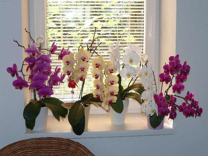 Egenskaper hos den termofila Phalaenopsis orkidén