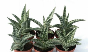 L'aloe vera peut être cultivé en pot.