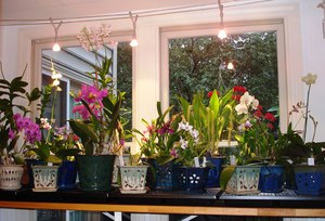 Lighting rules for orchids