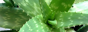 Aloe real - características da planta