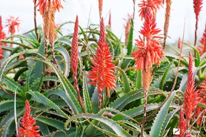 Aloe treelike er en plante som er plantet i plott.