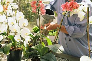 Tipps von erfahrenen Floristen, wie man Orchideen zu Hause richtig gießt