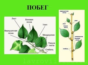 Pěstování vavřínu - výsadba řízků