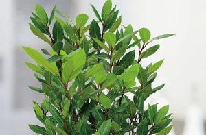 Laurel on the site - how to grow it?