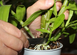 The principle of vegetative propagation of an orchid