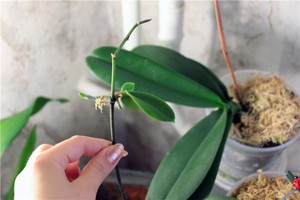 Post-flowering orchid care methods