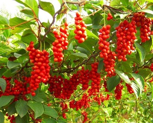 Schisandra - cuidado de las plantas en el jardín.