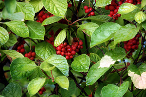 Schisandra chinensis גדל יפה בגנים שלנו.