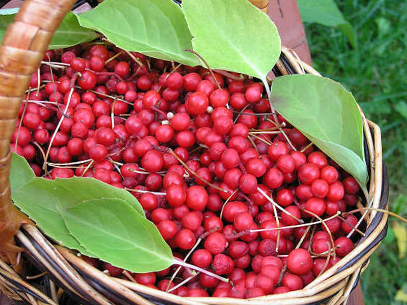 Schizandra-Früchte werden wie Blätter für ein köstliches Getränk gebraut.