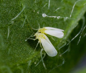 Varieties of thrips