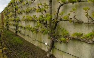 Actinidia - comment bien prendre soin de la plante