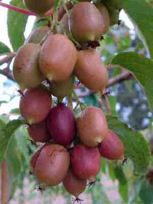 Actinidia arguta - usædvanlige havedekorationer og fordele