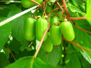 Actinidia kolomikta - was ist das?