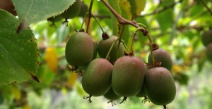 Το Actinidia είναι νόστιμο και υγιεινό