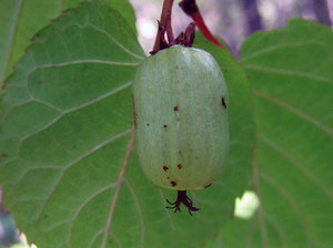 Cum să plantați actinidia corect.