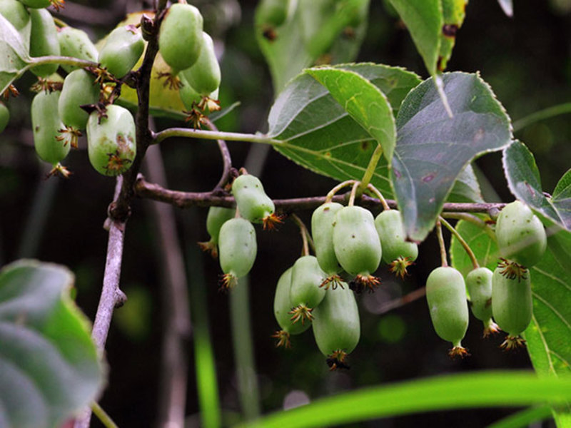 Actinidia arguta is erg populair in zomerhuisjes.