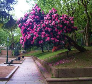 Cómo proteger las azaleas de las plagas.