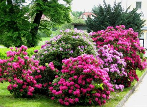 Azalea en flor