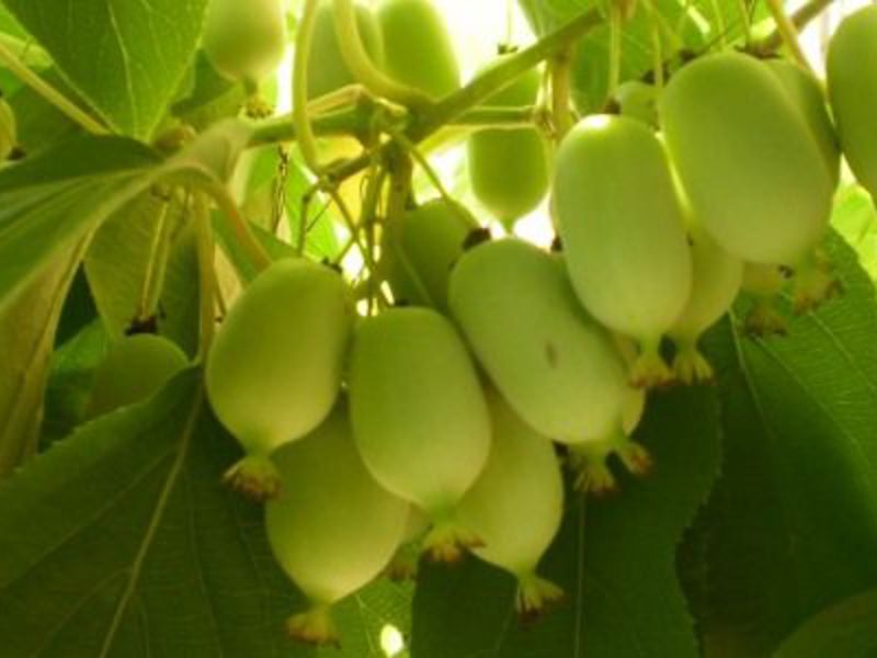 Actinidia-Früchte können Zitrone in Ihrem Tee ersetzen