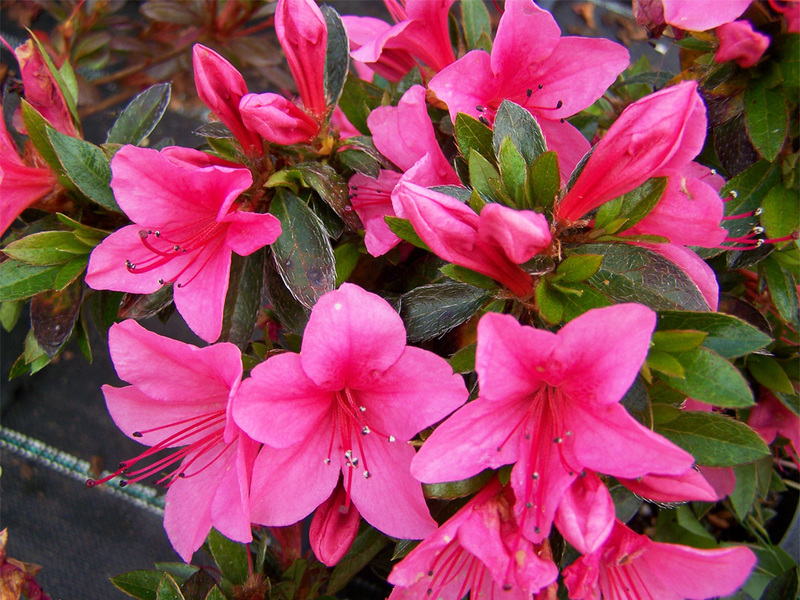 Arbusto de azalea floreciente