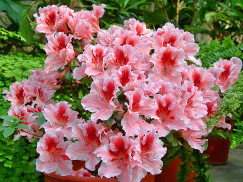 Hoe lang bloeit azalea