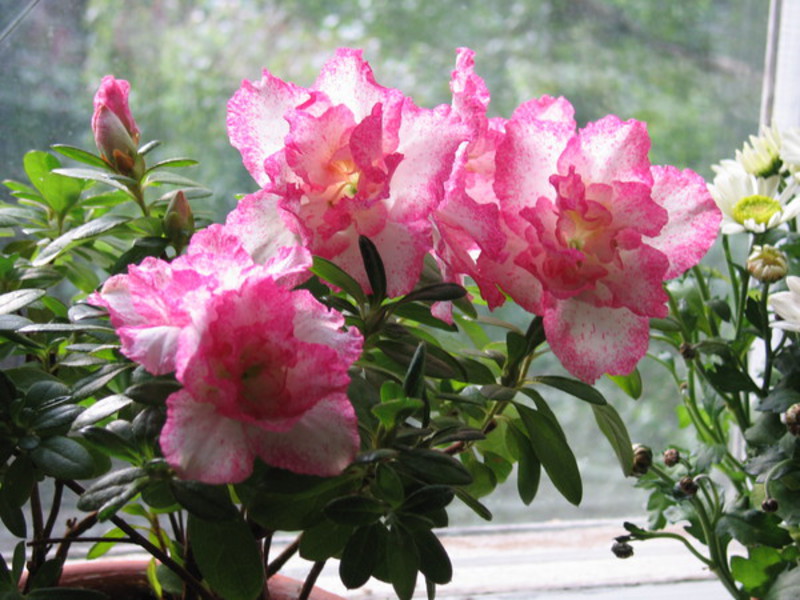 Cura de l'azalea de l'habitació