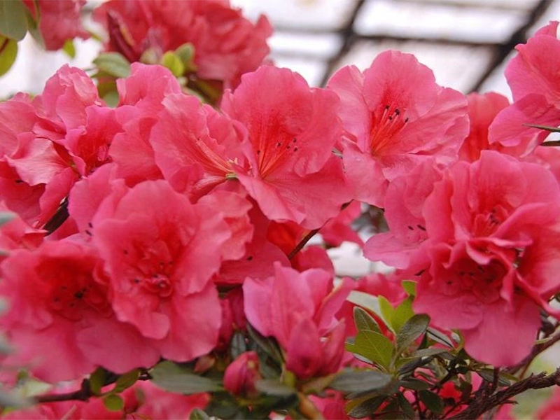 Azalea japonesa