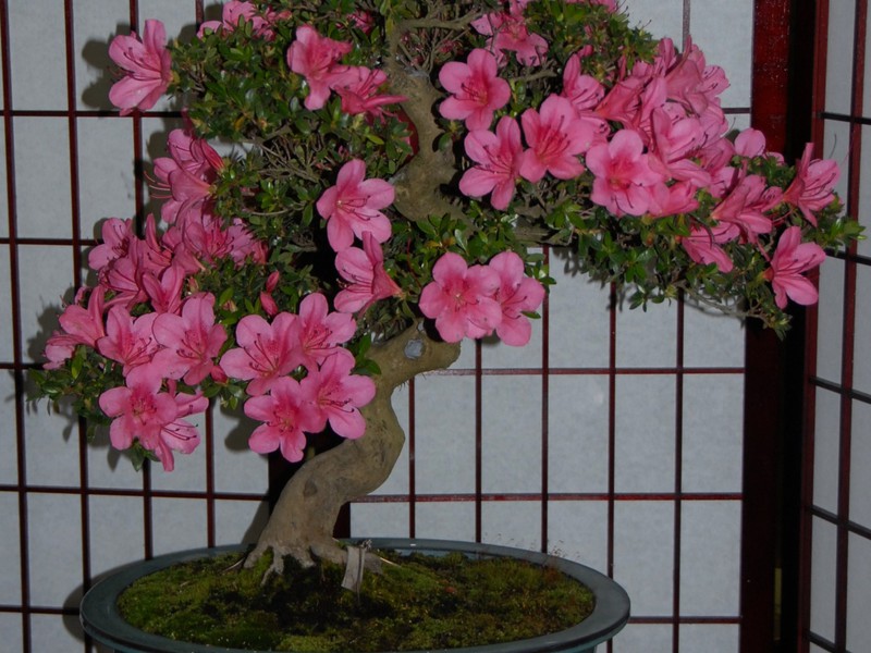 Azalea beltéri