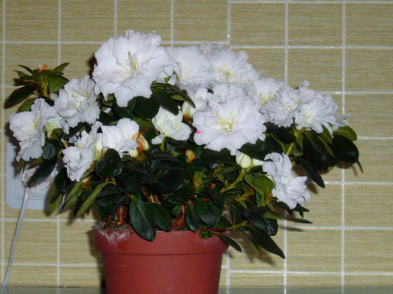 Binnen azalea